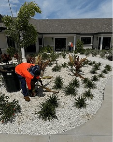 White Diamond Landscape project
