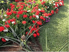 White Diamond Landscape project