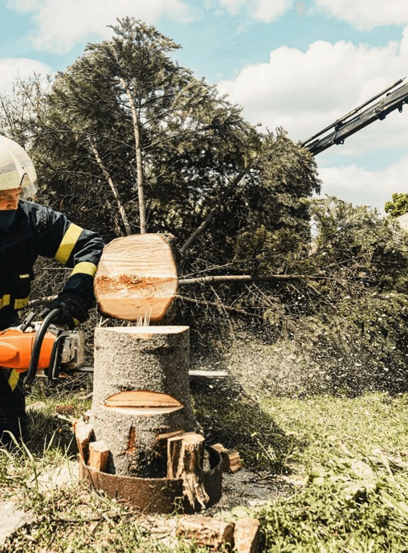 Tree Services in Bradenton, Florida